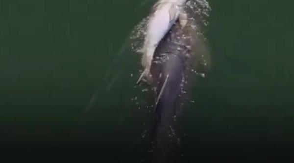 Imagini sfâșietoare din Oceanul Indian. O femelă delfin și-a purtat pe spate șase zile puiul mort. Alți delfini au însoțit-o mereu