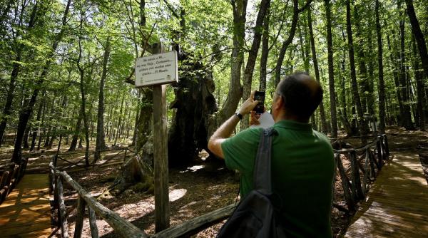 locuitorii unui oras din spania au luptat cu flacarile pentru a salva un castan vechi de peste 500 de ani caruia toti ii zic bunicul