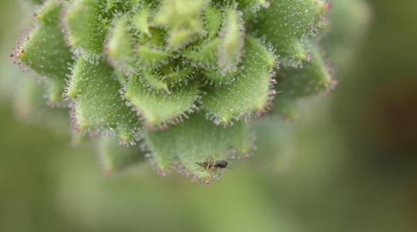 o noua planta carnivora a fost descoperita confirmand o ipoteza lansata de charles darwin in 1875