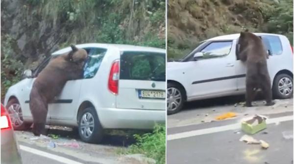 un urs care a gasit o masina parcata pe transfagarasan s a apucat sa caute mancare si a facut prapad in ea