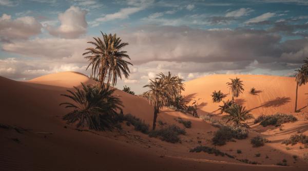 in 1971 algeria a inceput sa planteze arbori in barajul verde lung de 1 500 de km si lat de 20 de km ca sa combata desertificarea