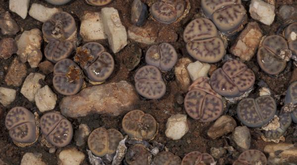 lithops werneri micuta planta din namibia care supravietuieste deghizandu se in pietricica in salbaticie mai sunt 200 de exemplare