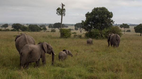 misterioasa moarte a 15 elefanti in kenya si nimeni nu stie clar ce s a intamplat otravirea cu pesticide e principala ipoteza