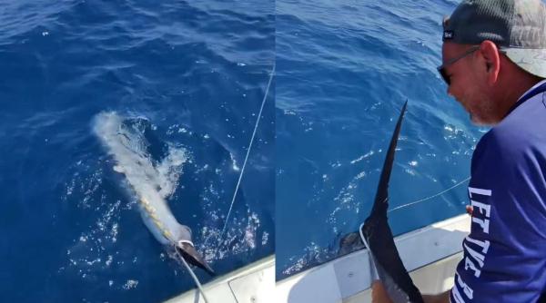 trei frati au iesit pe mare cu barca si au prins un ton rosu de 2 6 metri si 230 kg ar putea primi 20 000 de euro pe el
