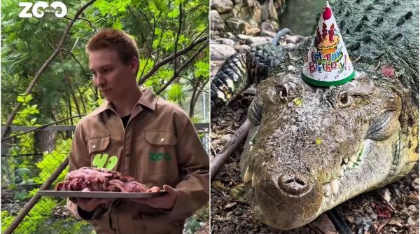 un crocodil a primit un tort din carne de vita de ziua lui fidel a implinit 40 de ani si este la un zoo din kazahstan