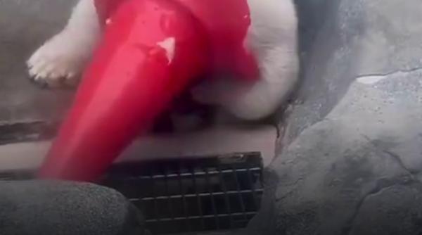 Ursulețul polar Momota a devenit celebru supărându-și mama cu jucăria preferată, un con de circulație