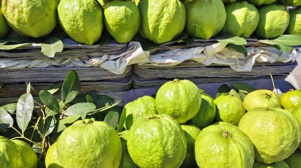in anii 1950 cativa greci s au intors din egipt cu un fruct exotic astazi e una dintre cele mai rare delicatese insulare ale greciei
