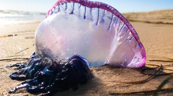 mai multe plaje din spania au fost inchise dupa ce au fost invadate de galerele portugheze organisme marine otravitoare