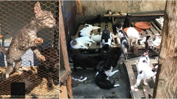 tinea 300 de pisici intr o casa tip vagon ce e sindromul lui noe de ce e periculos si de ce la noi nu exista legi pentru pisici