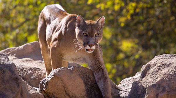 alerta in nordul poloniei dupa ce s a raportat prezenta posibila a unei pume felina avea o coada lunga si curbata