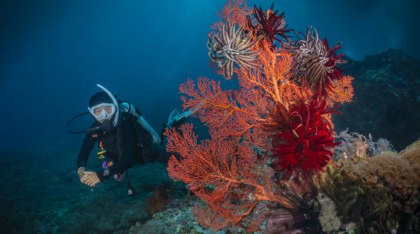 coral rosu de 800 000 de euro scos ilegal din mare in grecia cum functiona reteaua de trafic
