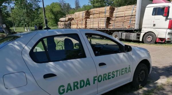 garda forestiera a gasit una dintre cele mai mari zone de taieri ilegale de arbori descoperite in ultimii ani anunta diana buzoianu