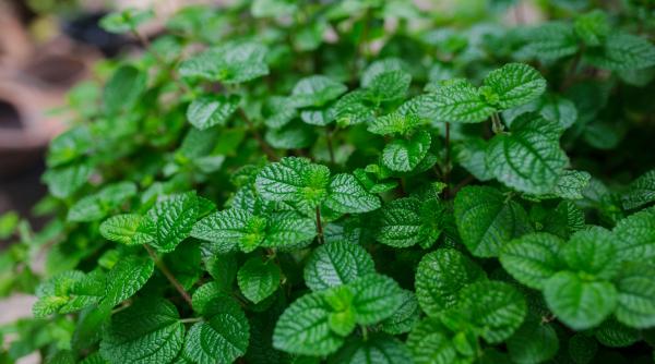menta cu gust de ciocolata cultivata in romania noul soi e in curs de omologare mai avem cu miros de cuisoare lamaie sau vanilie
