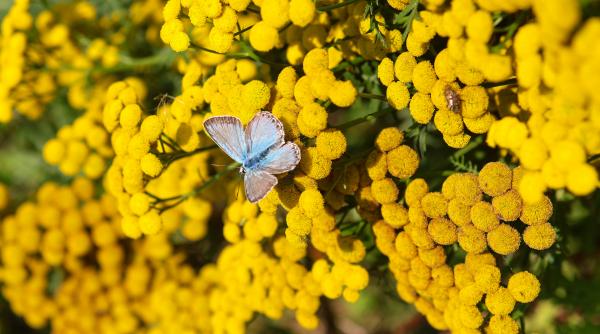 floarea care sfideaza seceta si e o oaza galbena in mijlocul unei pajisti de vegetatie ofilita