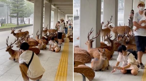 imagini adorabile din japonia o turma de cerbi se adaposteste de ploaie langa oameni filmarea are zeci de milioane de vizualizari