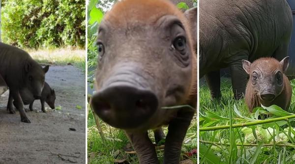 rana vedeta unei gradini zoologice din anglia apartine uneia dintre cele mai ciudate specii de porci salbatici din lume