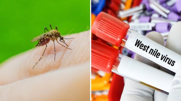 alerta de west nile in grecia sunt zeci de cazuri noi dar si decese cele mai afectate zone