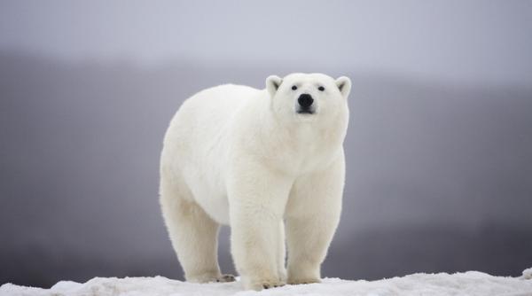 ce a patit un individ care a trezit din somn un urs polar cu o sirena de ceata trecea cu nava prin zona si nu s a putut abtine