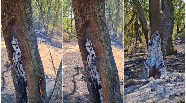 copacii ard din interior in parcul natural lunca muresului se cauta explicatii pentru fenomenul misterios ce a starnit teorii bizare