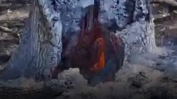 Copacii ard din interior în Parcul Natural Lunca Mureșului. Se caută explicații pentru fenomenul misterios, ce a stârnit teorii bizare