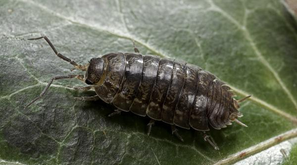 mica eroina care ne curata lumea superputerile nestiute ale moliei zidurilor