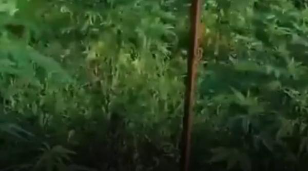 Plantație de canabis, ascunsă printre legume şi protejată cu plasă de mascare, descoperită de procurorii DIICOT