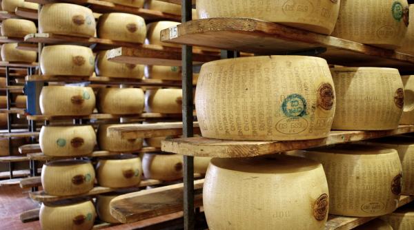 valurile de caldura ameninta bancile de branza din italia vitale pentru celebrul parmigiano caldura extrema incepe in grajd