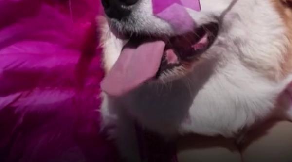 Cursa câinilor corgi din Lituania: concurenții s-au oprit să se joace în loc să alerge