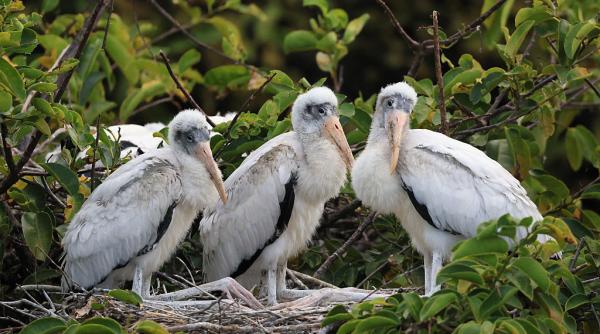 o familie a cumparat o mlastina ca s o protejeze de constructii dupa 15 ani acolo e un ecosistem cu 275 de berze si animale salbatice