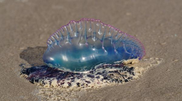 teroarea plutitoare un animal marin extrem de veninos revine pe plajele din sud vestul frantei