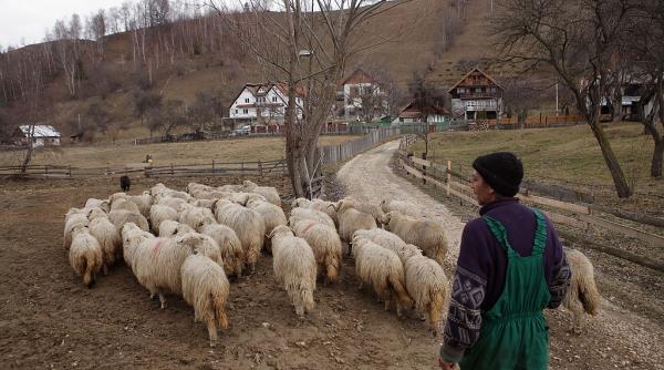 transporturile ilegale de ovine sunt acum cel mai mare pericol biologic la adresa romaniei ansvsa avertizeaza fermierii