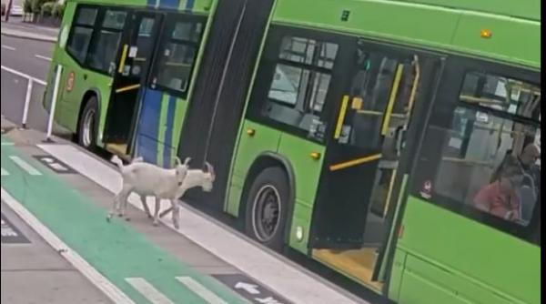 doua capre civilizate s au urcat intr un autobuz din portland si au coborat la statia de destinatie au devenit virale