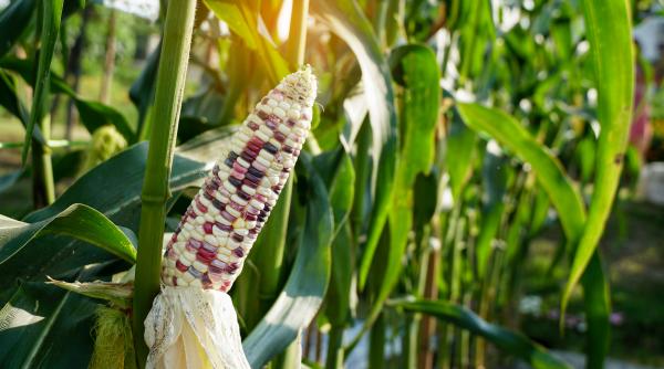 europa e amenintata de o criza alimentara fara precedent dupa valurile succesive de caldura criza este istorica