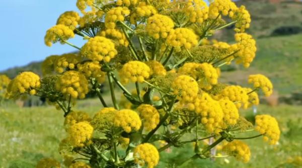 o planta miraculoasa folosita in grecia si roma antica a fost regasita dupa 2 000 de ani in antichitate era pastrata alaturi de aur