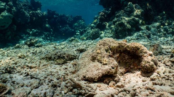 poluarea cu carbon a alimentat o expansiune masiva a valurilor de caldura marina expert nu exista niciun colt sigur al planetei