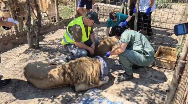 tigri si un pui de leu mort in congelator ce a gasit garda de mediu la o gradina zoologica ilegala din dambovita animalele mutate