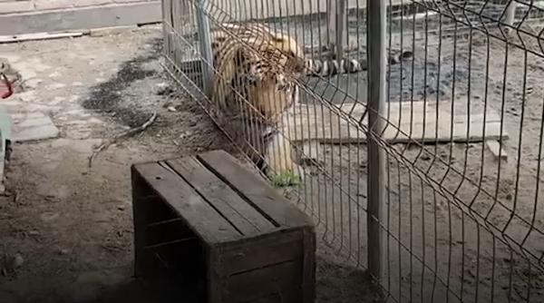 Tigri și un pui de leu mort în congelator: Ce a găsit Garda de Mediu la o grădină zoologică ilegală din Dâmbovița. Animalele, mutate