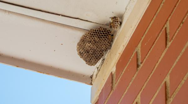 cum scapi de viespile din gradina nu e obligatoriu cu insecticid solutii naturale si ce faci daca gasesti un cuib in peretele casei