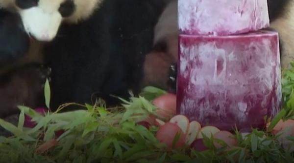 Petrecere aniversară la Zoo Berlin: gemenii panda Leni și Lotti au împlinit doi ani și au primit un tort de gheață