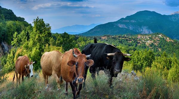 politico cum au muls fermierii greci fonduri europene pentru agricultura cu ajutorul unor vaci imaginare