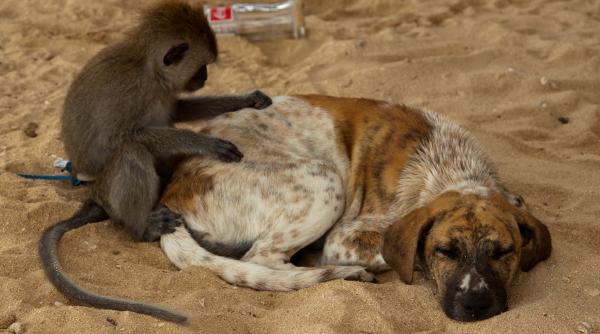 maimutele adopta si alinta alte animale ce spune asta despre dorinta oamenilor de a avea un animal de companie