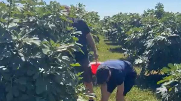 Paradisul smochinelor de lângă Buzău. Oaspeții culeg singuri fructele, mănâncă pe săturate și plătesc doar ce iau acasă