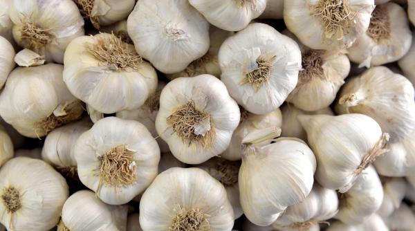 un fermier a dat lovitura cu usturoiul benone soiul e exportat in israel in timp ce piata romaneasca e invadata de usturoi din china