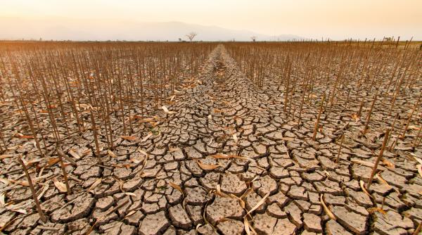 El Nino lovește India. Cel mai secetos muson din ultimii 20 de ani amenință recoltele și prețurile