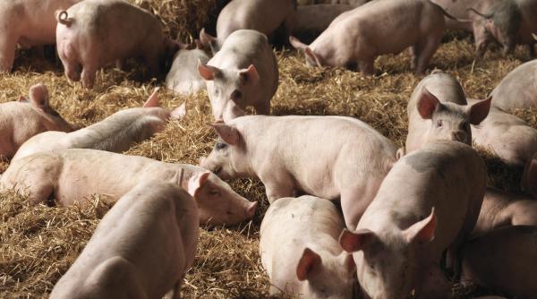 fermierii pot primi pana la 50 000 de euro nicusor dan a promulgat legile prin care crescatorii de porci si ovine primesc ajutoare
