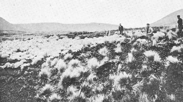 in 1931 un fermier falimentar a abandonat 4 000 de oi pe o insula salbatica decenii de izolare au produs o turma cu trasaturi rare