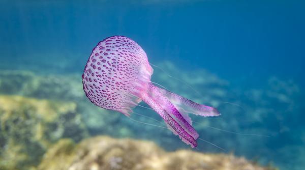 Invazie de meduze uriaşe în Marea Neagră. Cum sunt afectaţi turiştii de apariţia lor