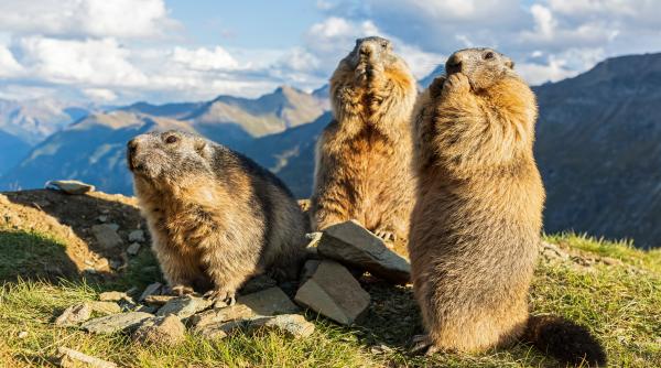 marmotele au strans deja peste 120 000 de dolari din onlyfans si criptomonede meme cum au creat cercetatorii onlymarms din disperare