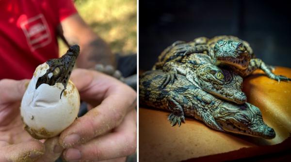a fost atat de cald in franta incat au eclozat puii de crocodil de nil la o gradina zoologica fara incubator