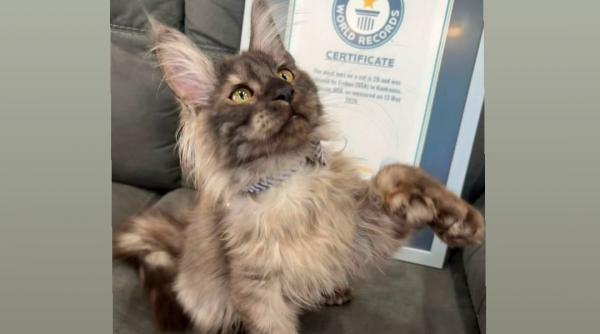 o pisica nascuta cu 29 de degete a intrat in cartea recordurilor cum arata felina din rasa maine coon